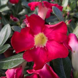 Rose du Dsert - Floraison rouge